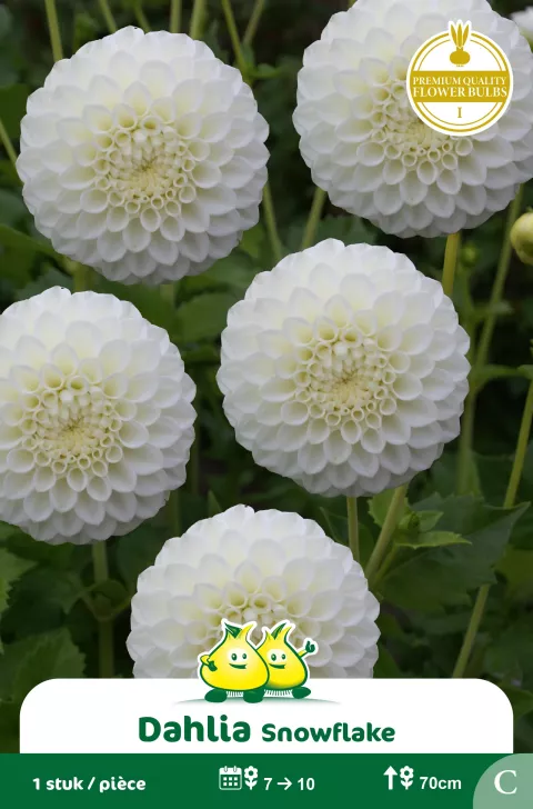 Dahlia pompon Snowflake