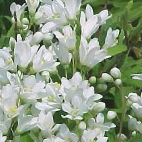 Deutzia gracilis 'Nikko'