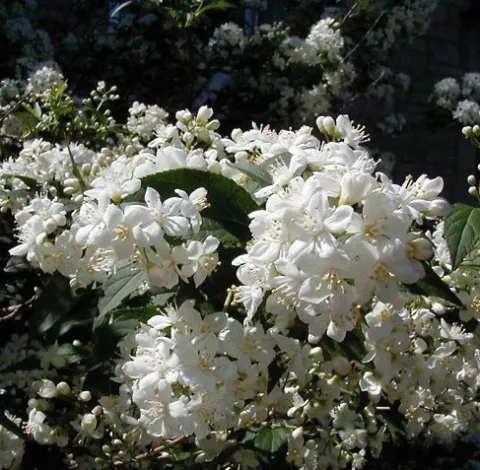 Deutzia lemoinei