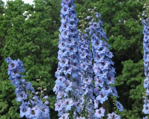 Delphinium (P) 'Magic Fountains'