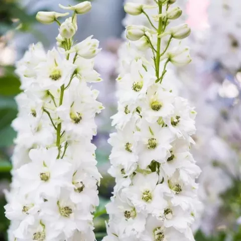 Delphinium (P) 'Magic Fountains Pure White'