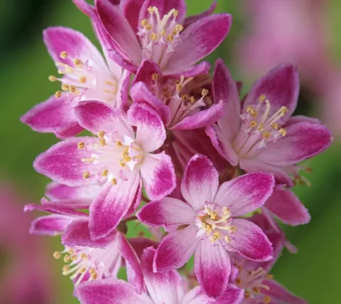 Deutzia 'Strawberry fields'
