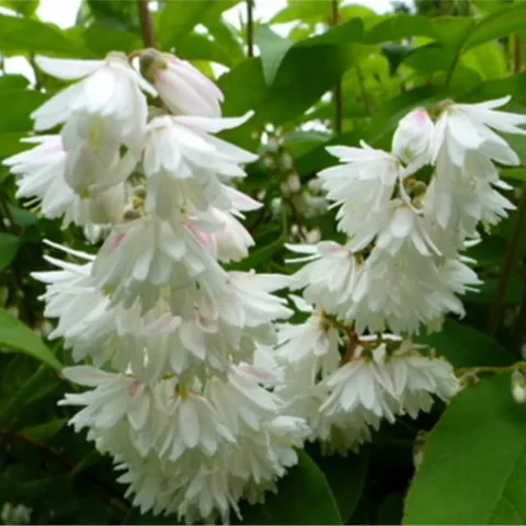 Deutzia scabra 'Plena'