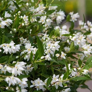 Deutzia 'Yuki Snowflake'®