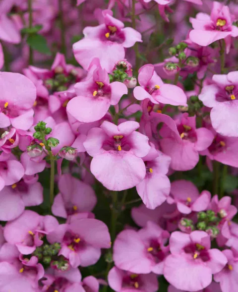 Diascia