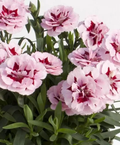 Dianthus car. 'Oscar'