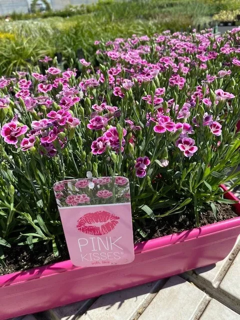 Dianthus car. 'Pink Kisses'