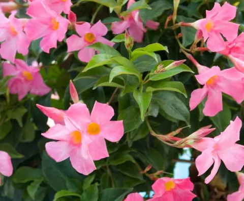 Dipladenia