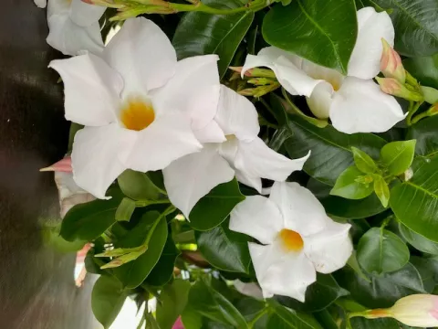 Dipladenia