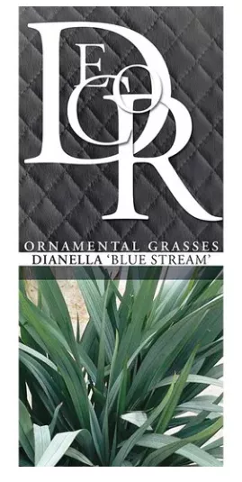 Dianella revoluta 'Blue Stream'