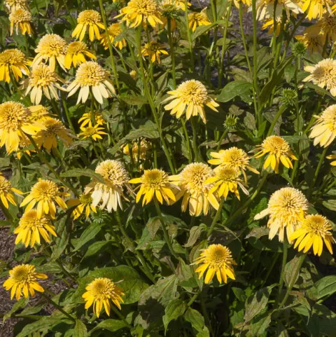 Echinacea 'Eccentric Yellow'
