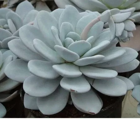 Echeveria