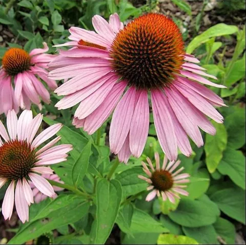 Echinacea purp. 'Magnus'