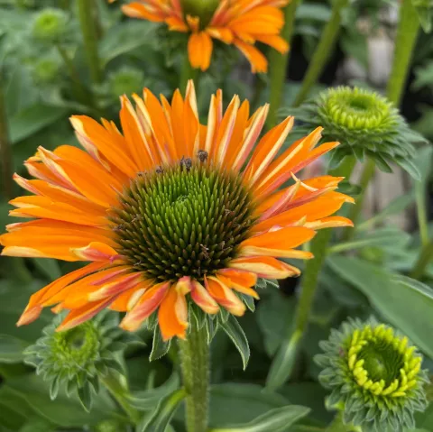 Echinacea purp. 'Mineola'