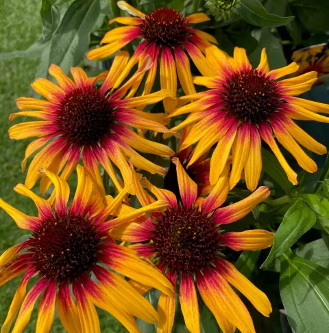 Echinacea 'Sunseekers Tequilla Sunrise'