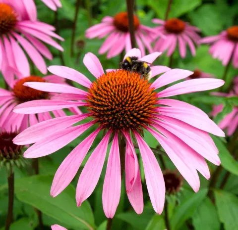 Echinacea purpurea