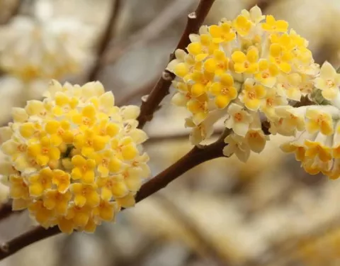 Edgeworthia chrys. 'Grandiflora'