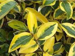 Elaeagnus ebb. 'Gilt Edge' 