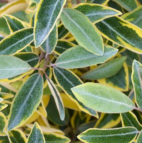 Elaeagnus ebb. 'Gilt Edge' 