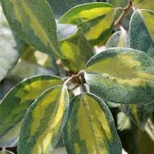 Elaeagnus ebb. 'Limelight'