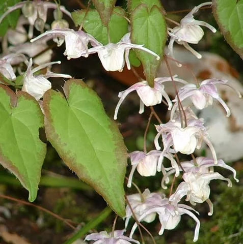 Epimedium grandiflorum