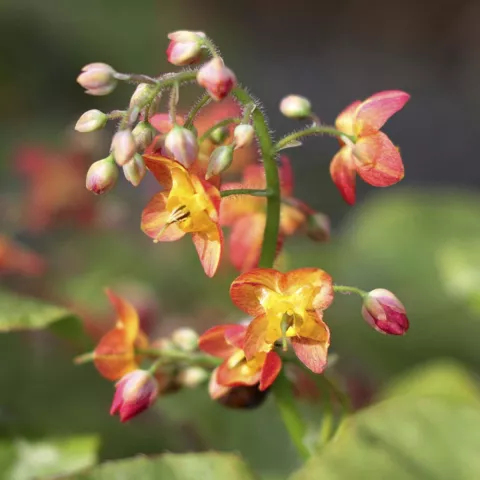 Epimedium pubigerum 'Orangekönigin'