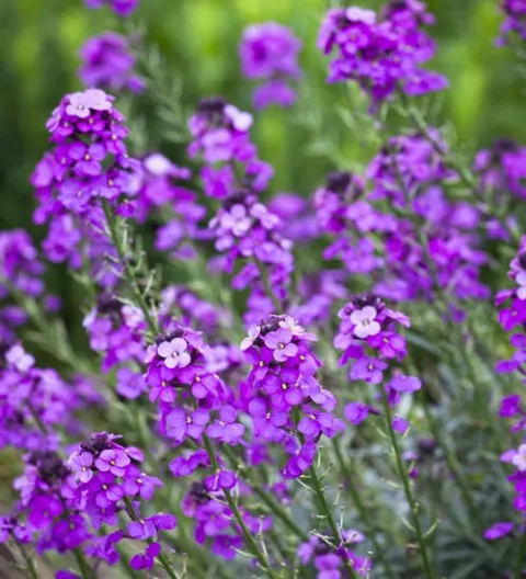 Erysimum 'Bowles Mauve'