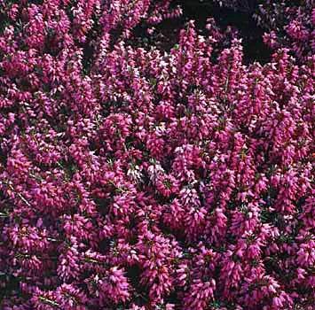 Erica carnea 'March Seedling'