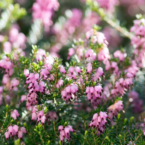 Erica darleyensis (in soorten)