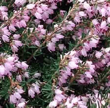 Erica darl. 'Ghost Hills'