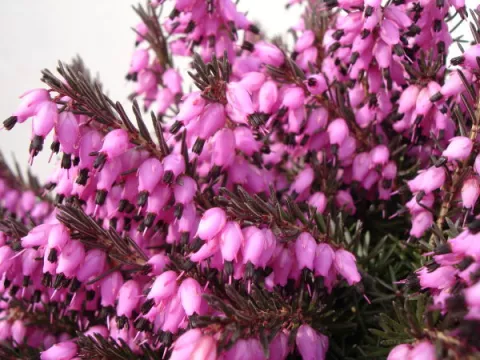 Erica darl. 'Kramer's Rote'