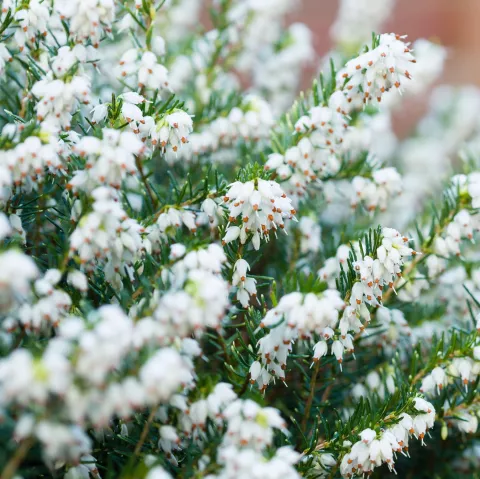 Erica darl. 'Silberschmelze'