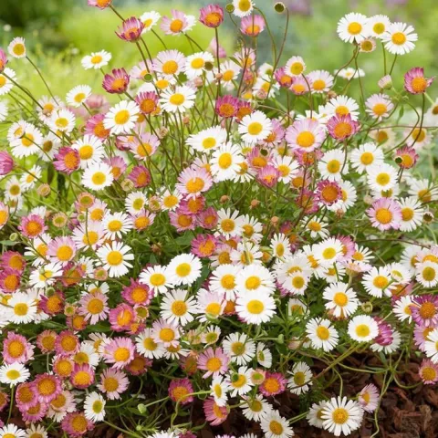 Erigeron karvinskianus