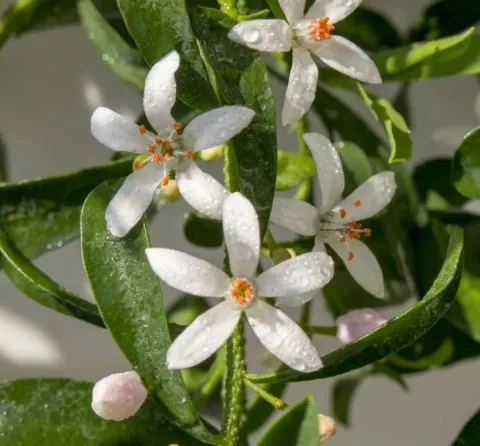 Eriostemon myop. 'Flower Girl White'