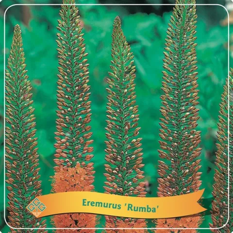 Eremurus 'Rumba'