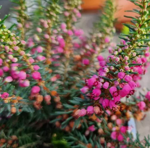 Erica vagans 'Mrs D.F. Maxwell'