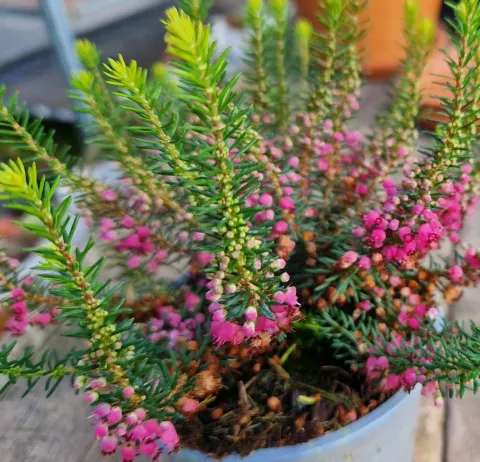 Erica vagans 'Mrs D.F. Maxwell'