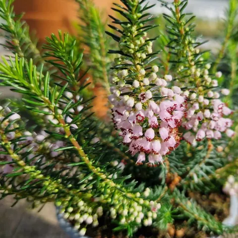 Erica vagans 'Rosea'
