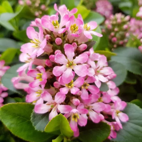 Escallonia 'Pink Elle'®