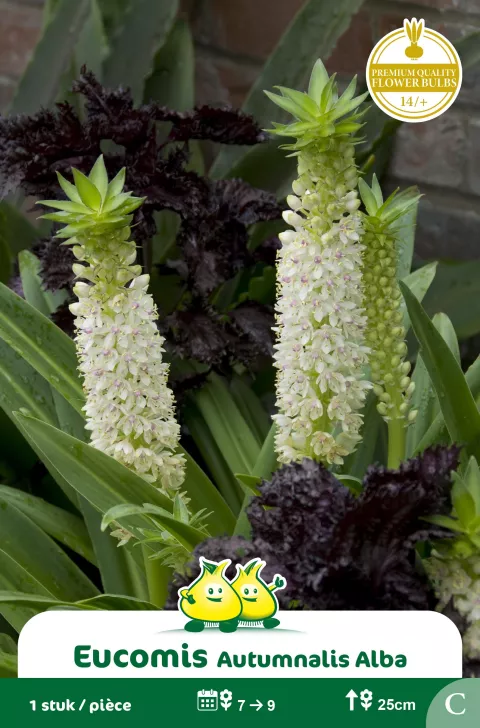 Eucomis Alba 