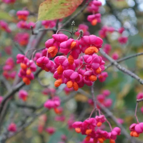 Euonymus europaeus 'Red Cascade'