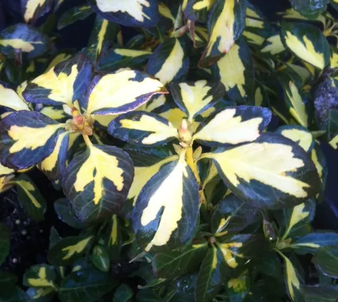 Euonymus fort. 'Blondy' (='Interbolwi')