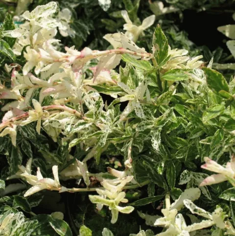 Euonymus fort. 'Harlequin'