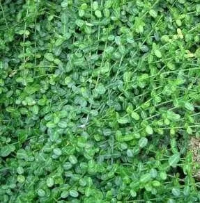 Euonymus fort. 'Minimus'