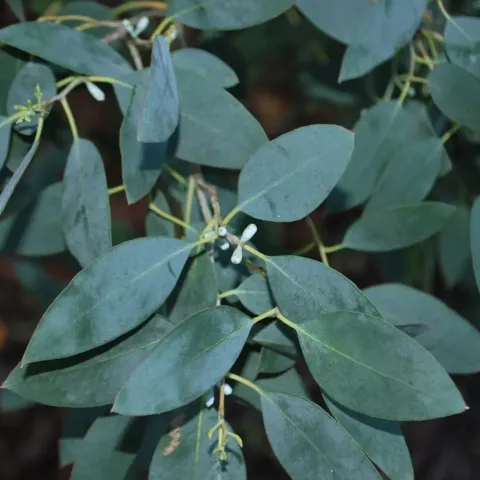 Eucalyptus gunnii