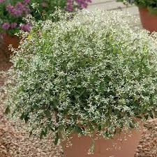 Euphorbia hypericifolia 'Silver fog'