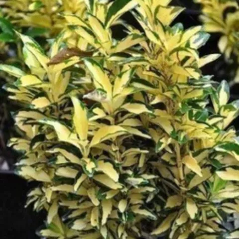 Euonymus jap. 'Aureopictus'