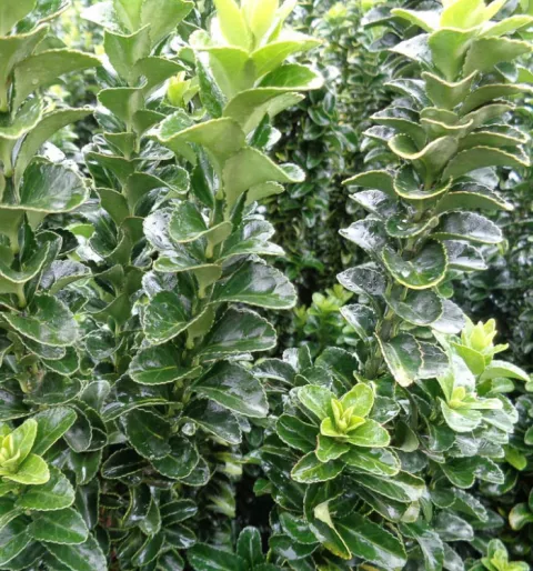 Euonymus japonicus 'Benkomasaki'