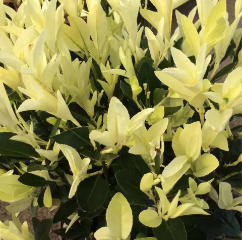 Euonymus jap. 'Extravaganza'