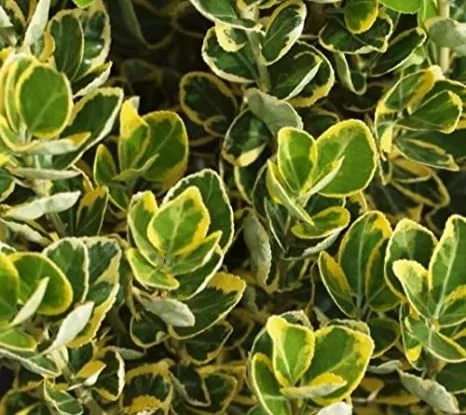 Euonymus jap. 'Marieke'